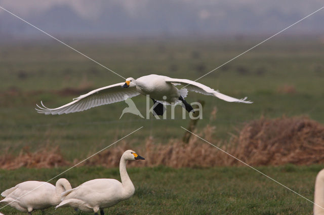 Kleine zwaan (Cygnus bewickii)