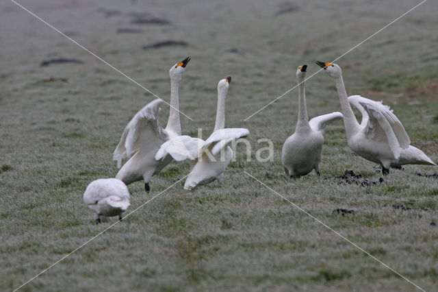 Kleine zwaan (Cygnus bewickii)