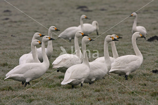 Kleine zwaan (Cygnus bewickii)