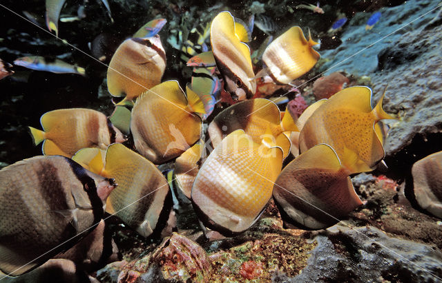 Klein’s koraalvlinder (Chaetodon kleinii)