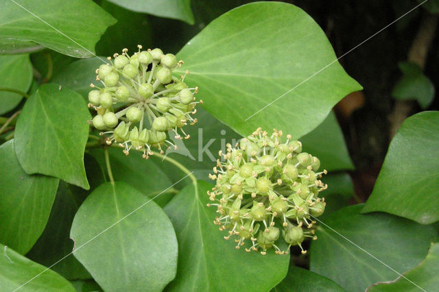 Common ivy (Hedera helix)