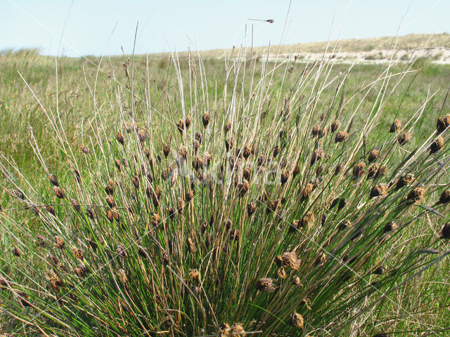 Knopbies (Schoenus nigricans)