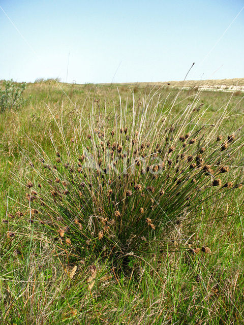 Knopbies (Schoenus nigricans)