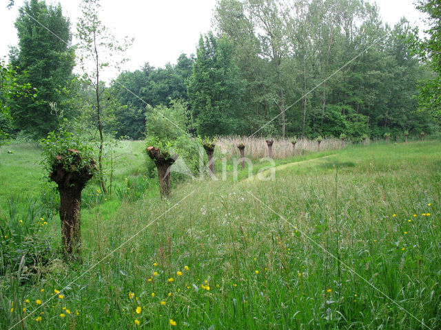 Knotwilg (Salix alba)