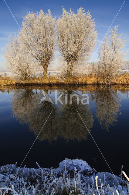 Knotwilg (Salix alba)