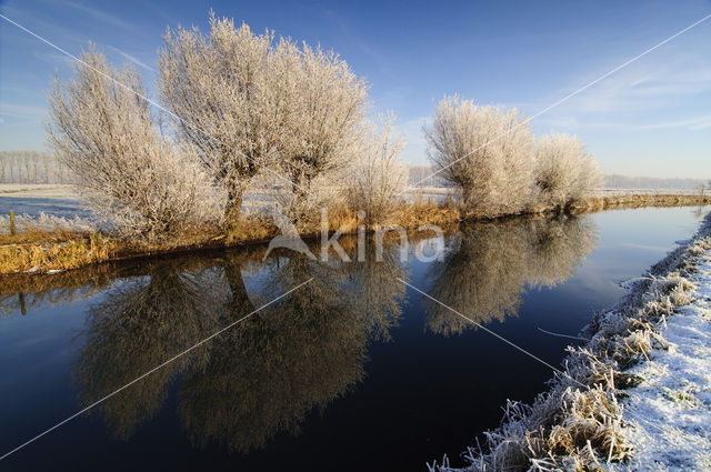 Knotwilg (Salix alba)