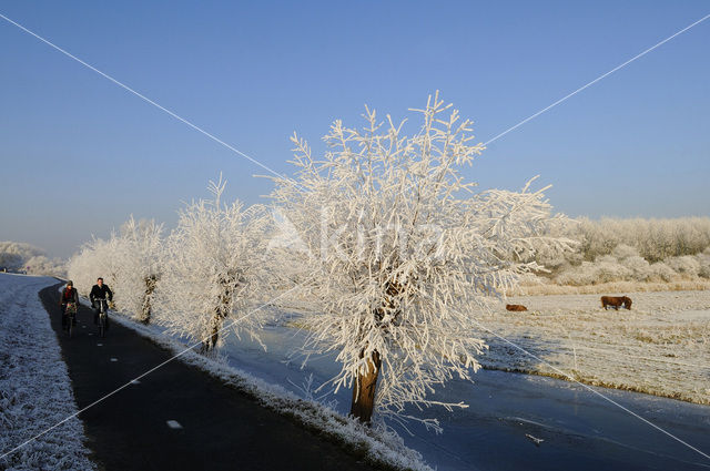 Knotwilg (Salix alba)