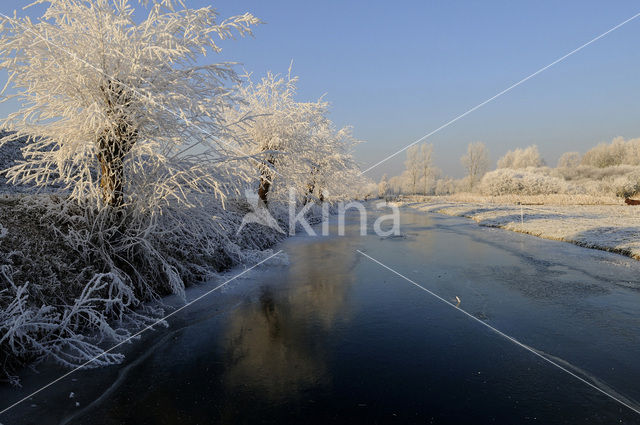 Knotwilg (Salix alba)
