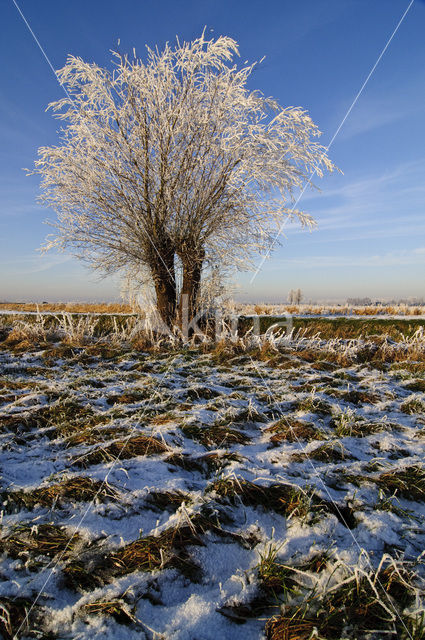 Knotwilg (Salix alba)