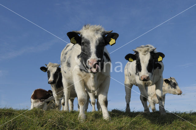 Koe (Bos domesticus)