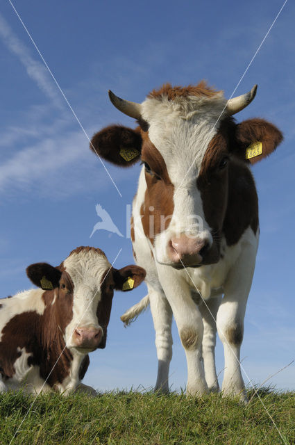 Cow (Bos domesticus)