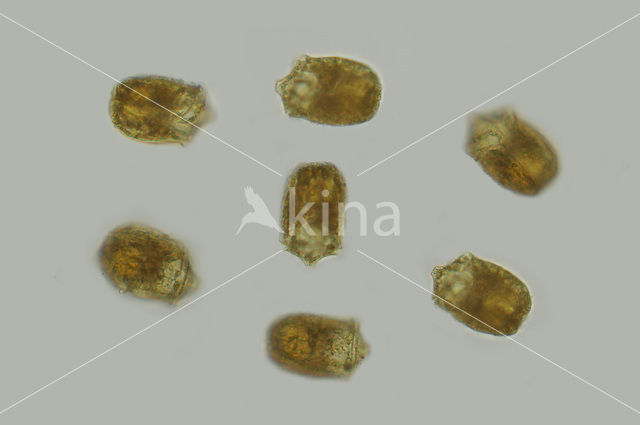 Kofoidinium velleloides