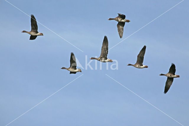 White-fronted goose (Anser albifrons)