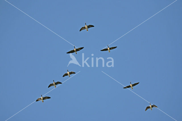 Kolgans (Anser albifrons)