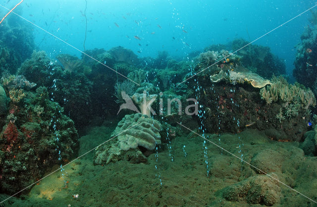 Komodo National Park