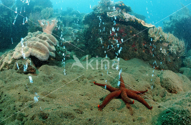 Komodo National Park