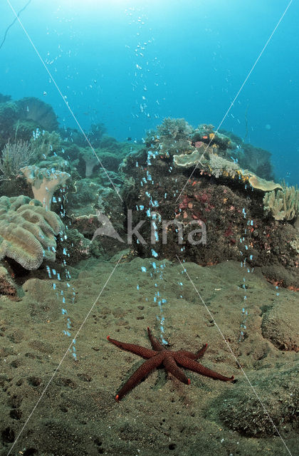 Komodo National Park