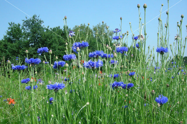 Korenbloem (Centaurea cyanus)