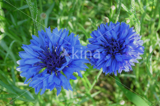 Cornflower (Centaurea cyanus)