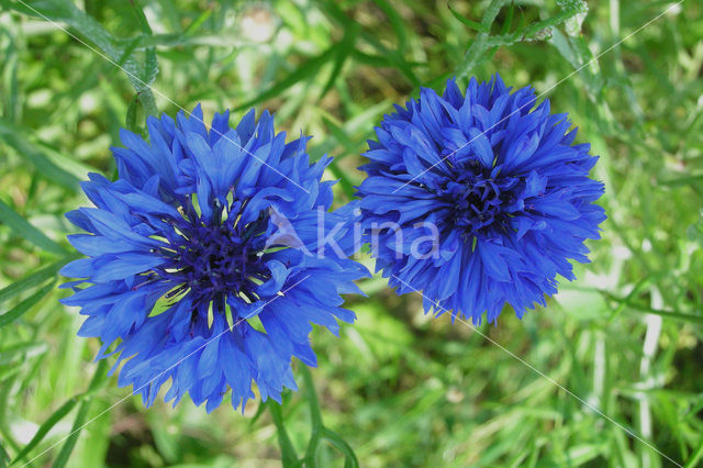 Cornflower (Centaurea cyanus)