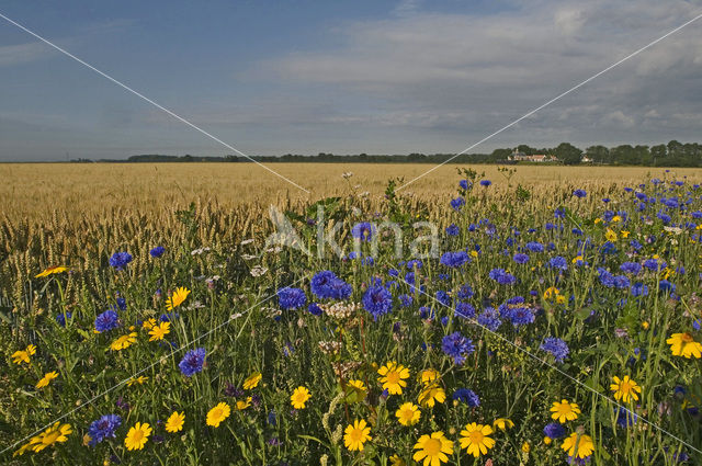 Cornflower (Centaurea cyanus)