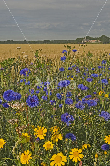 Korenbloem (Centaurea cyanus)