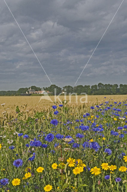 Cornflower (Centaurea cyanus)