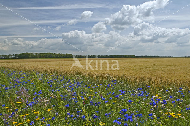 Korenbloem (Centaurea cyanus)