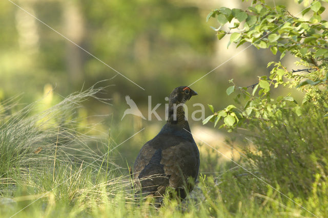 Black Grouse (Tetrao tetrix)