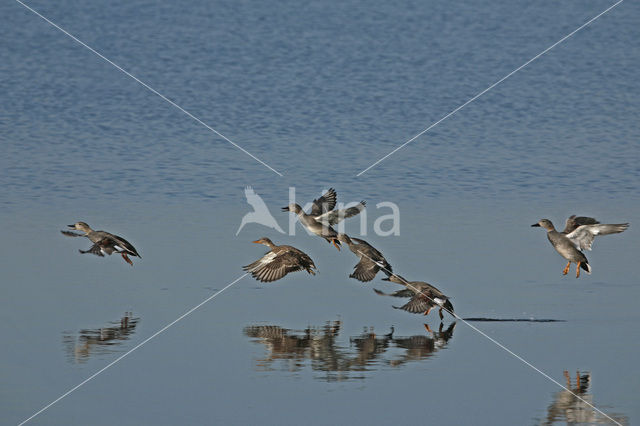 Krakeend (Anas strepera)