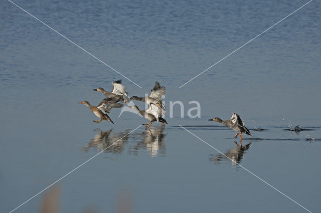 Gadwall (Anas strepera)