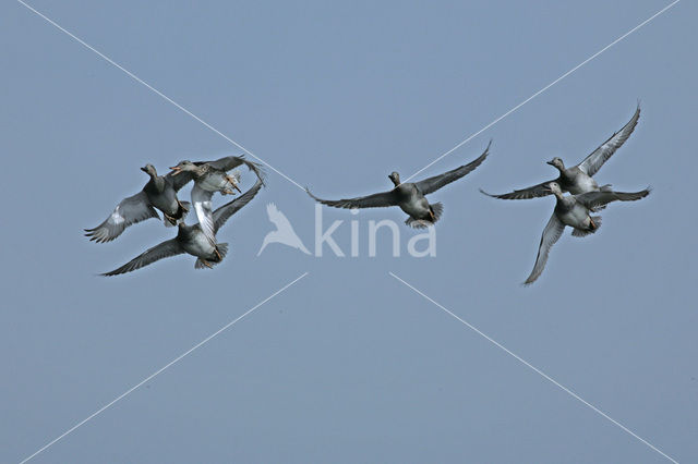 Gadwall (Anas strepera)