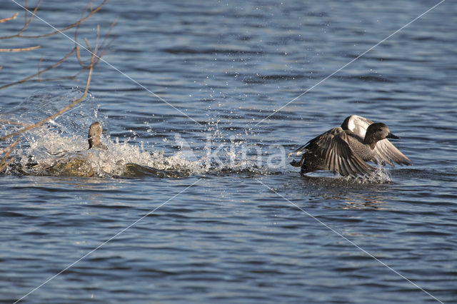 Krakeend (Anas strepera)