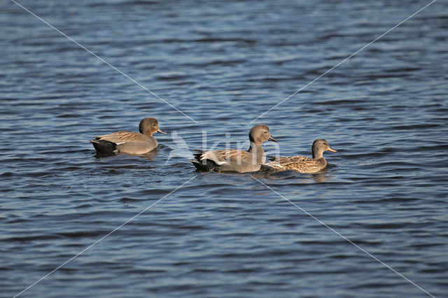 Gadwall (Anas strepera)