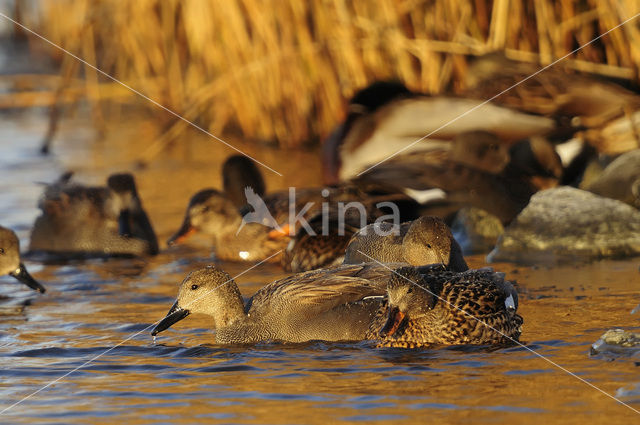 Gadwall (Anas strepera)