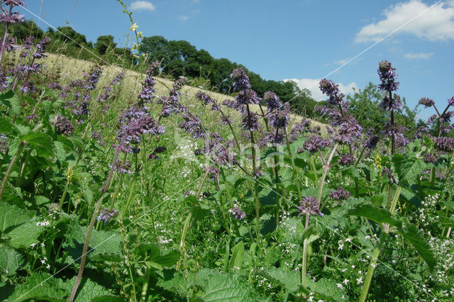 Kranssalie (Salvia verticillata)