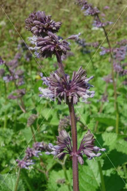 Whorled Clary (Salvia verticillata)