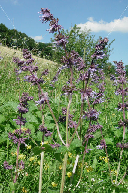 Kranssalie (Salvia verticillata)