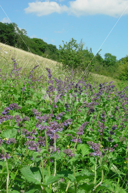 Whorled Clary (Salvia verticillata)