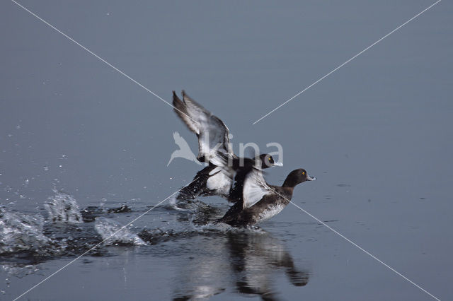 Tufted Duck (Aythya fuligula)