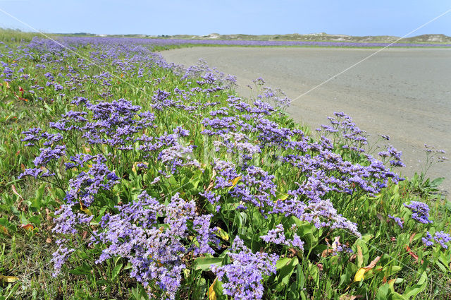 Common Sea Lavender (Limonium vulgare)