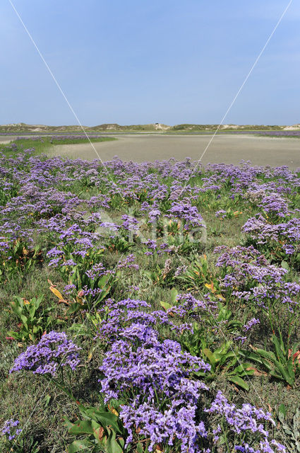 Common Sea Lavender (Limonium vulgare)