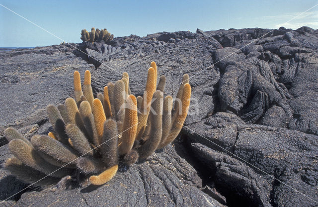 Lava cactus (Brachycereus nesioticus)