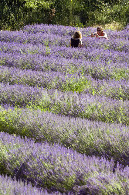 Lavendel (Lavandula spec.)