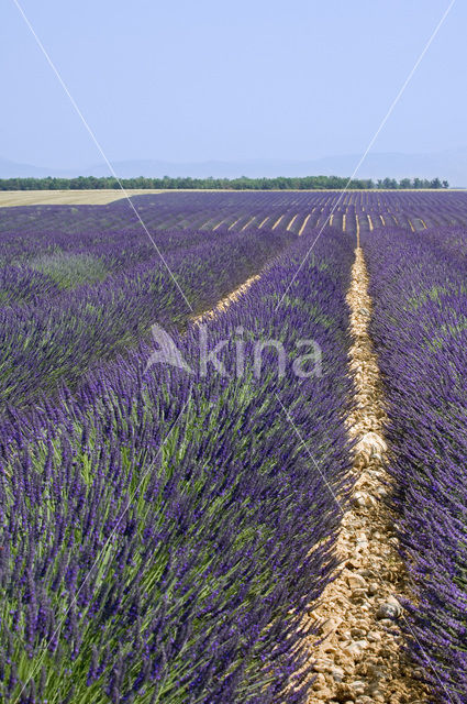 Lavendel (Lavandula spec.)