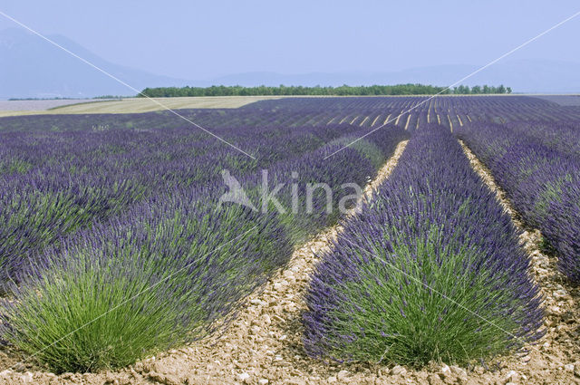 Lavendel (Lavandula spec.)