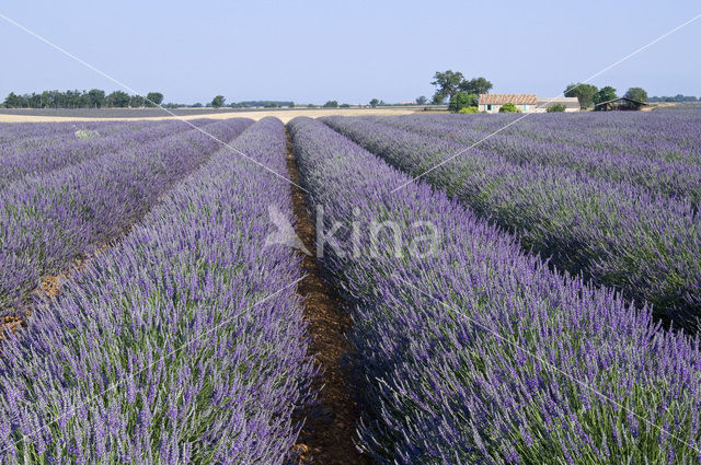 Lavendel (Lavandula spec.)