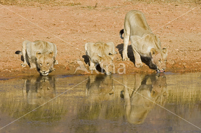 Lion (Panthera leo)
