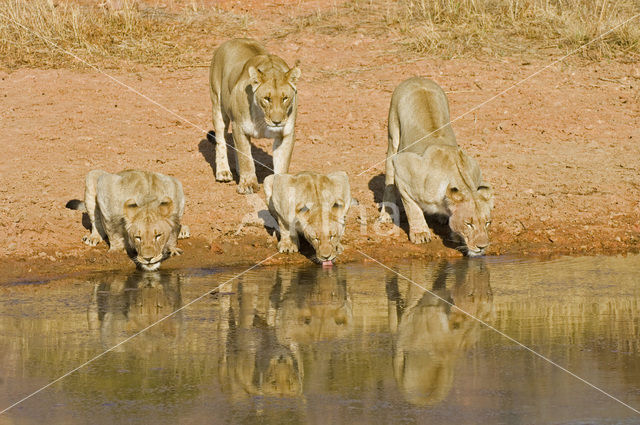 Leeuw (Panthera leo)