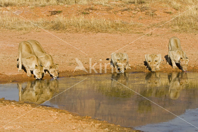 Lion (Panthera leo)